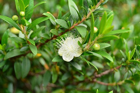 common myrtle