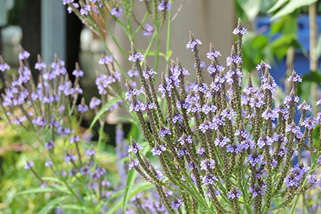 one of the most popular verberna varieties is common vervain - verbena officinalis