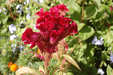 drested cockscomb