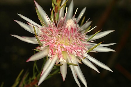 daggerleaf sugarbush - protea mucronifolia