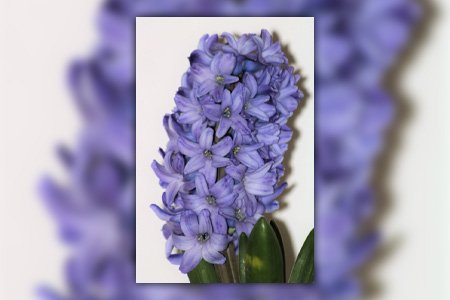 delft blue hyacinth is one of the most popular hyacinth varieties all over the world