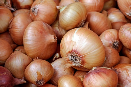 diseases found in onions