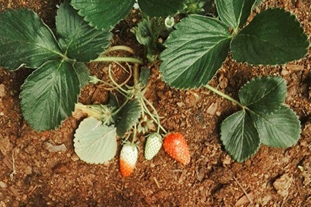 don't let strawberry plants fruit in the first year