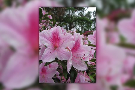 some myrtyle varities, like downy rose myrtle, tend to live throughout hottest weather