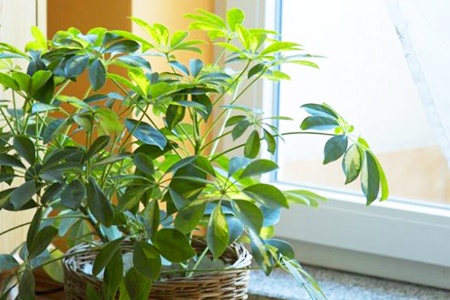 dwarf umbrella tree plants need plenty of sunlight