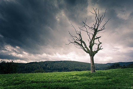 dying tree