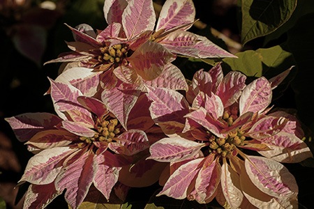 early monet poinsettia