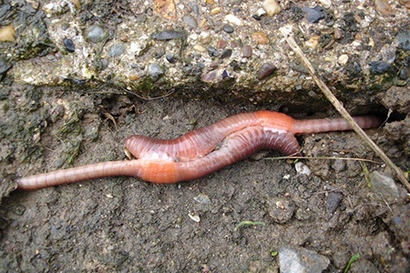 earth worms are common worm breeds all over the world