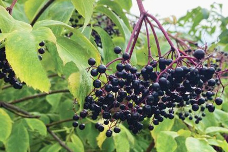 elderberry care