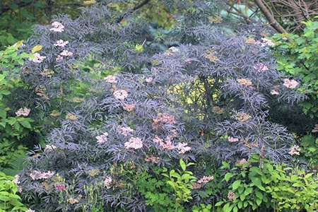 elderberry cultivation