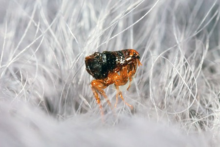 fleas in carpet