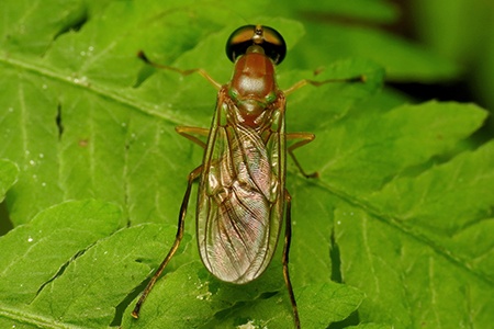 fly in compost