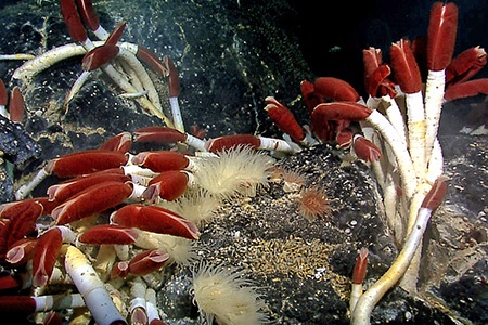 giant tube worms