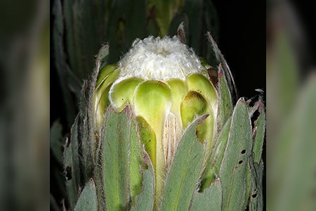 green sugarbush - protea coronata