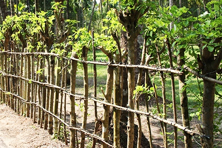 growing a living fence over lattice