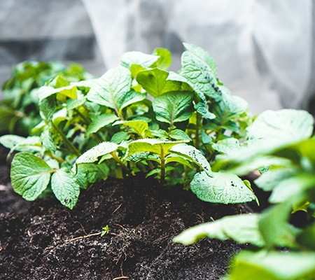 harvest potatoes at the right time