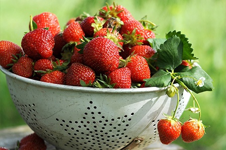 harvested strawberries straight from the plant
