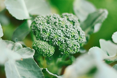 healthy broccoli plant