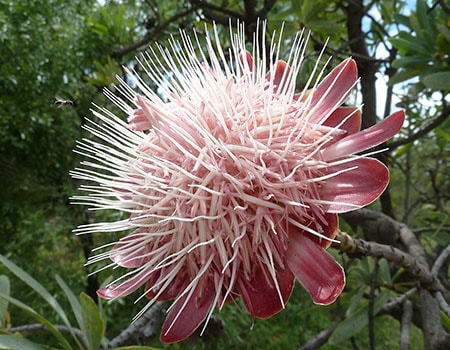 highveld sugerbush - protea caffra caffra