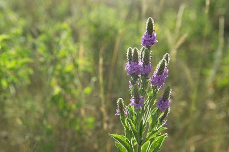 hoary hervain - herbena stricta