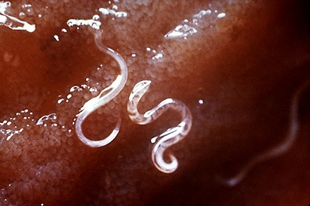 hookworms are worm types that dies in contact with direct sunlight