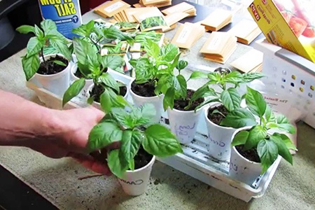 how to transplant bell pepper plants