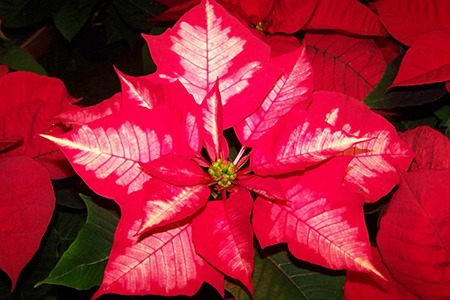some poinsettia varieties, like ice punch poinsettia, have white inners