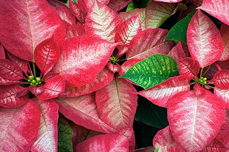 icy crystal poinsettia