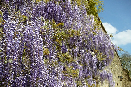 japanese wisteria (wisteria floribunda)