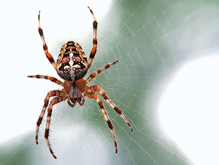 keep spiders out of your home