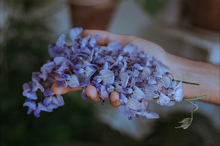 kentucky wisteria (wisteria macrostachya)