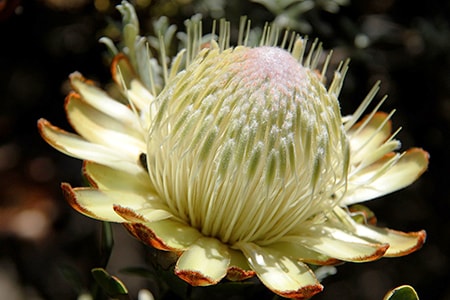 kilimanjaro sugarbush - protea caffra kilimandscharica