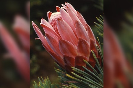 ladismith sugarbush - protea aristata