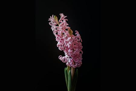 lady derby hyacinth