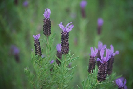 lavender spires - verbena macdougalii