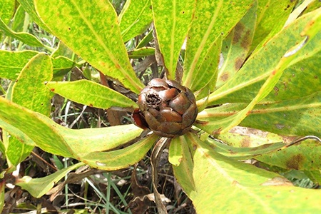 leafy sugarbush - protea foliosa