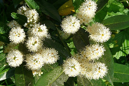 some myrtle tree varieties, like lemon myrtle, are famous for its aromatic flowers
