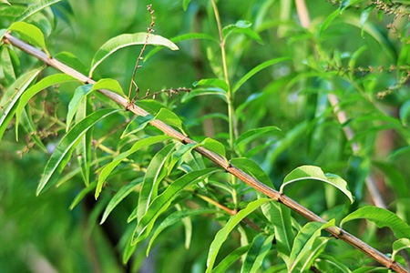 lemon verbena - aloysia citrodora