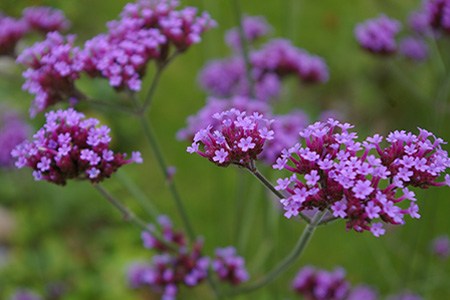 lollipop verbena - verbena bonariensis