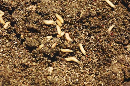 maggots in composting bin