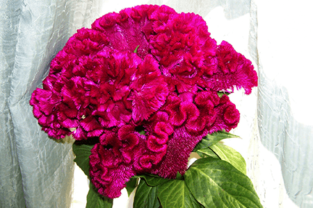 many flower cockscomb