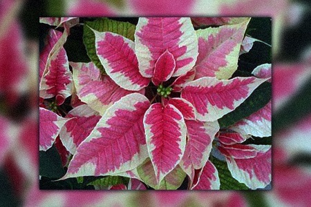 marble star poinsettia