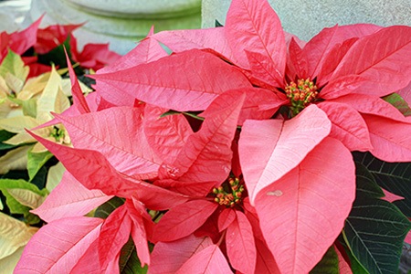 mars pink poinsettias