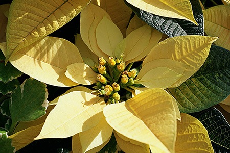 mars white poinsettias