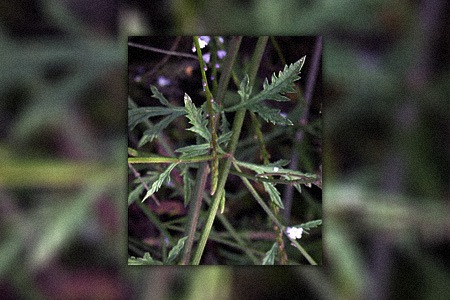 mint vervain - verbena menthifolia types of verbena can be recognized by their small and hairy leaves