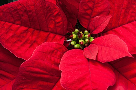 mira red poinsettias