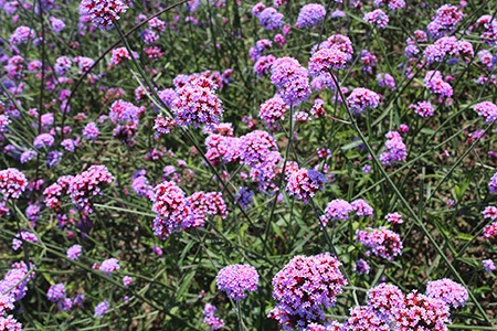 moss verbena - verbena tenuisecta