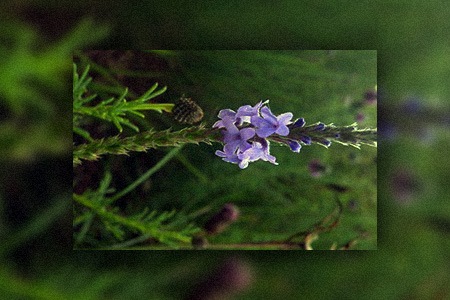 narrow leaved vervain - verbena simplex