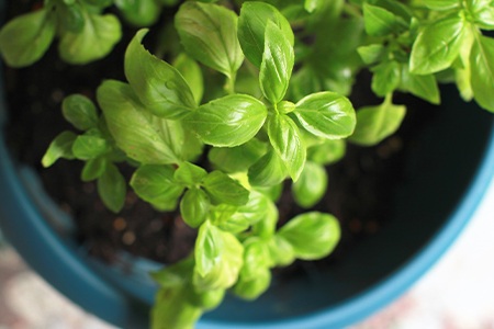 ornamental basil