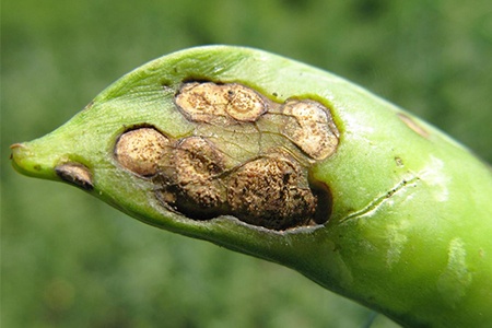 pea diseases